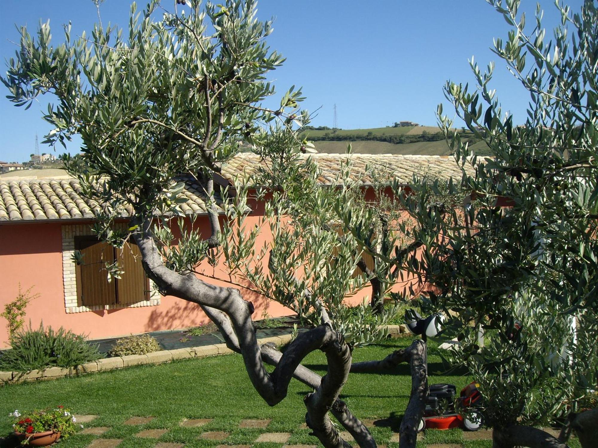 Agriturismo Il Borgo Degli Ulivi Roseto Degli Abruzzi Exterior foto